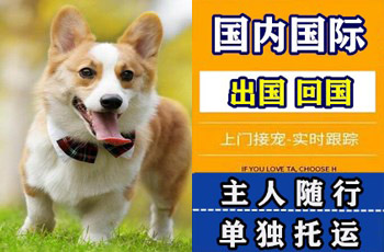 阿勒泰宠物托运公司阿勒泰宠物托运公司阿勒泰宠物托运公司