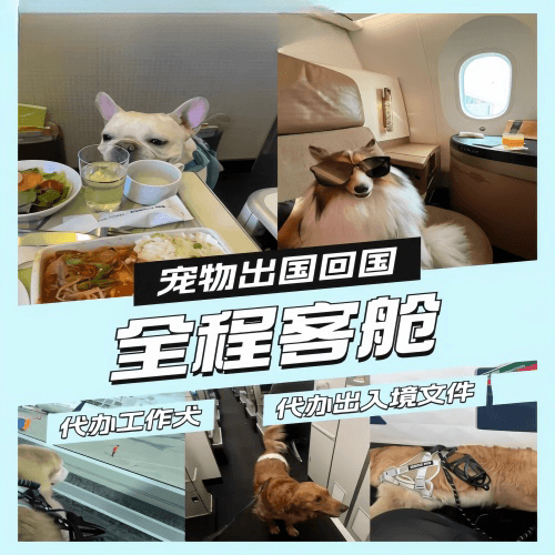 阿勒泰宠物托运到白俄罗斯宠物入境规定和要求