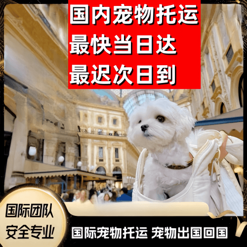 阿勒泰到澳大利亚（澳洲）宠物入境规定和要求